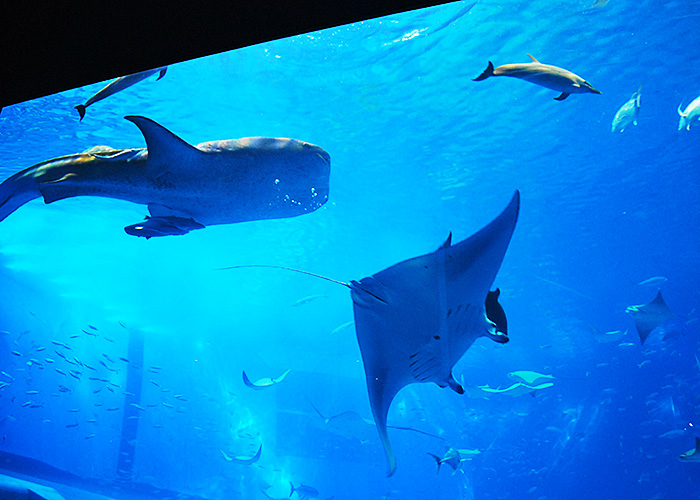 沖繩美麗海水族館