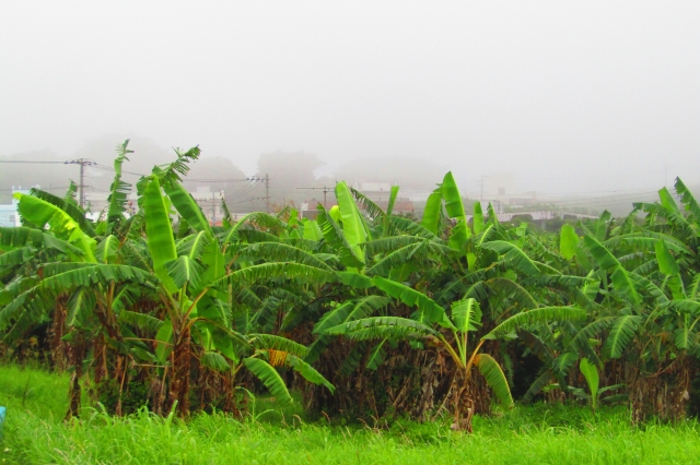梅雨のバナナ畑