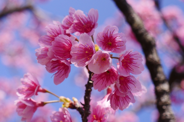 沖縄の桜